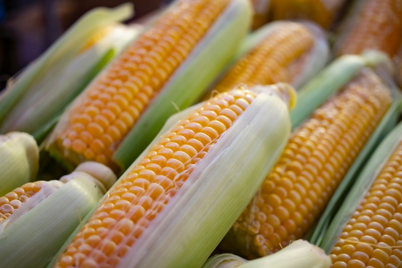 Jagung manis segar
