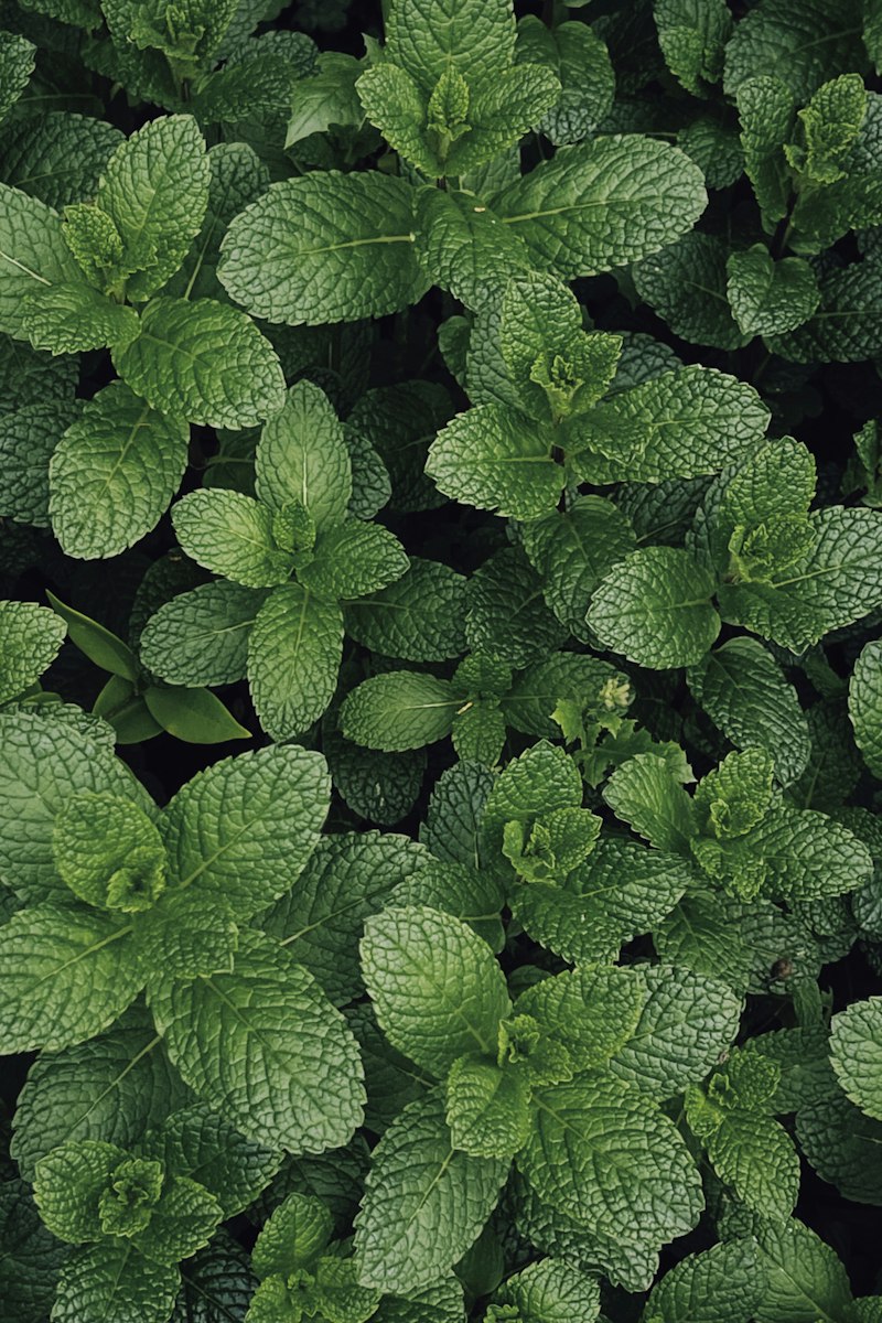 Daun mint segar