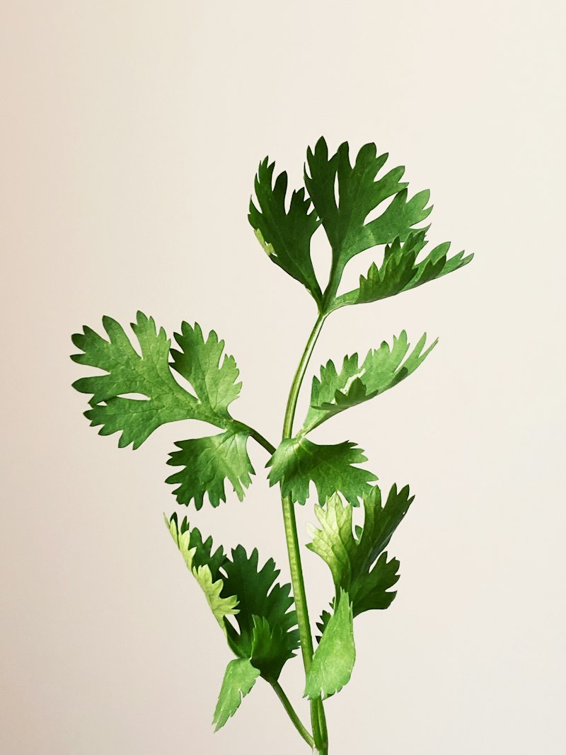 Daun parsley segar