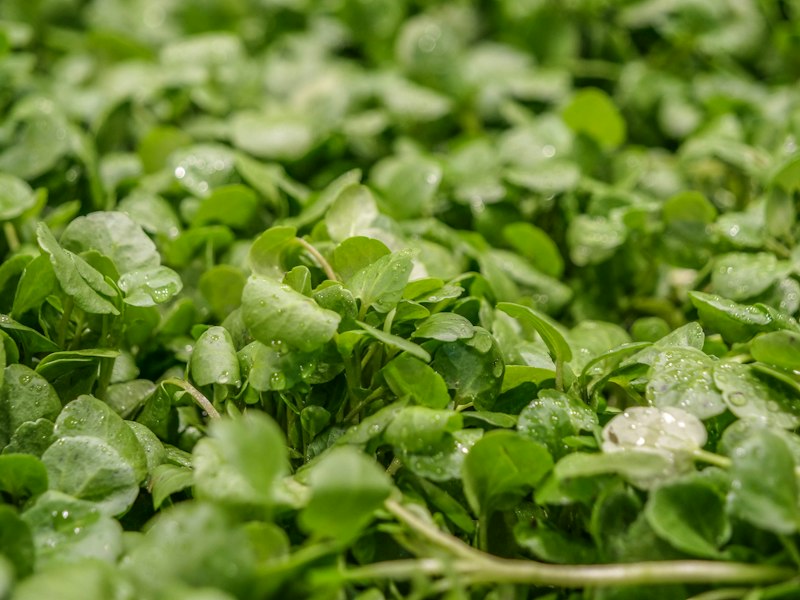 Selada air watercress segar